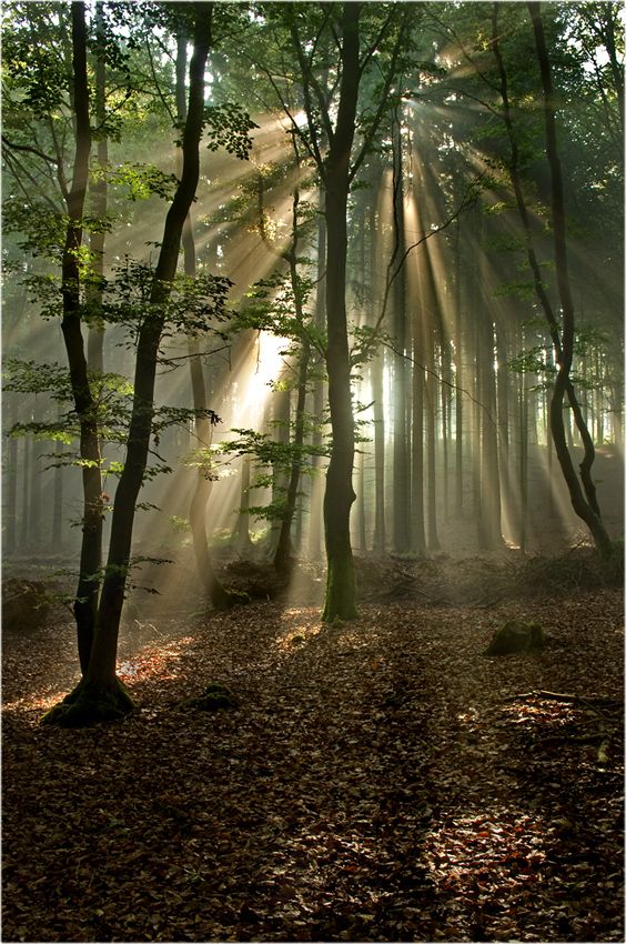 forest magic